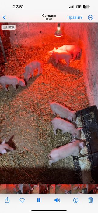 Продам поросят різного віку різної ваги 100 грн/кг