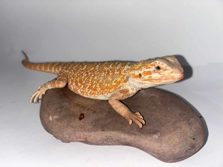 Młoda Agama Brodata