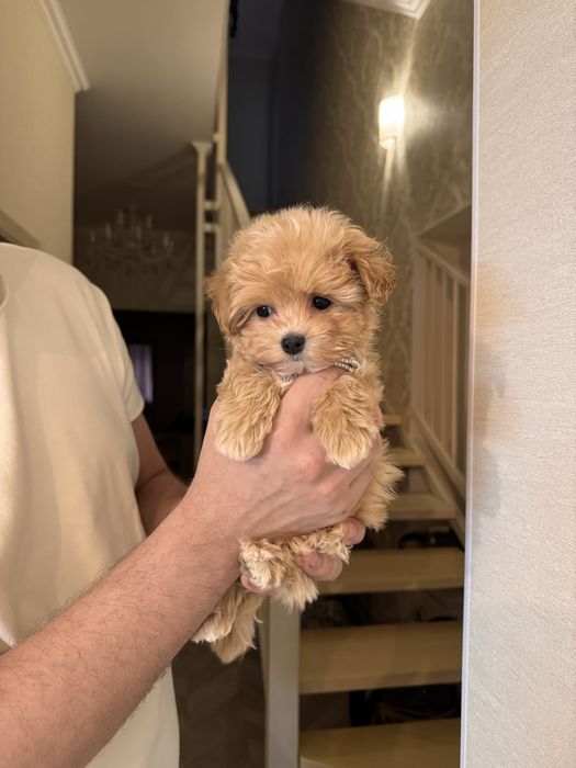 Мікро мальтіпу хлопчик ф1, maltipoo micro f1, мальтипу мальчик микро