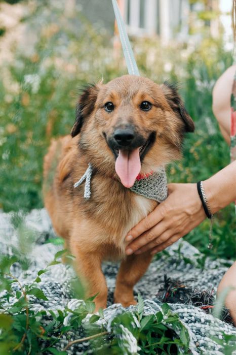 Віддаємо цуцика Йосика