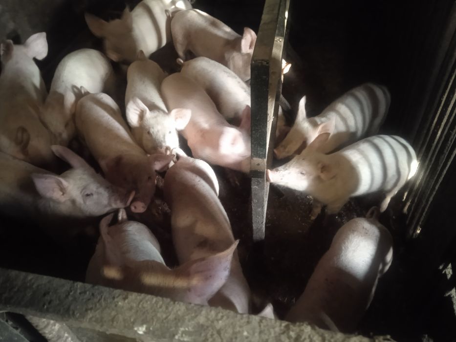 Порясята - трьохпородний гібрид