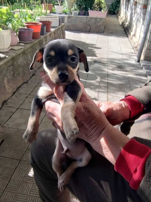 Той терьер щенок