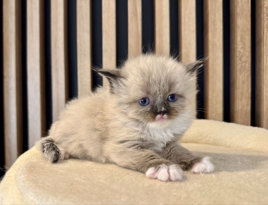 Neva masquerade, syberyjski