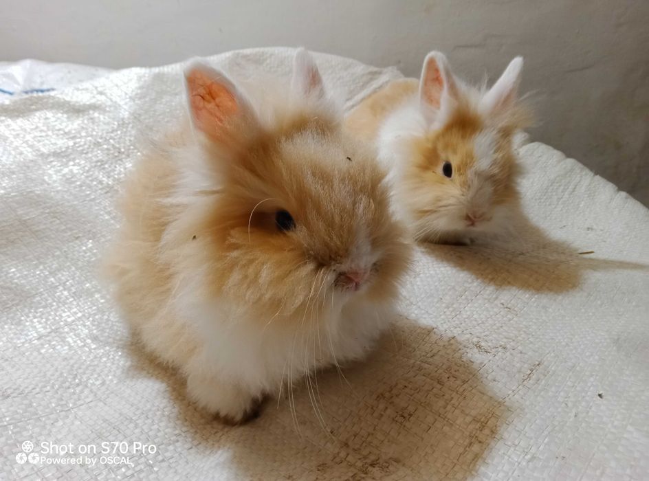 Карликові кролики