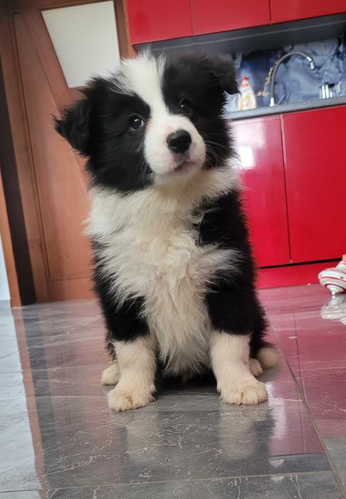 Border collie z metryka Fci.Okazja!