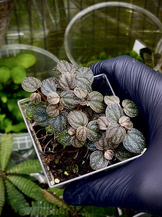 Rośliny do terrarium, paludarium, wiwarium
