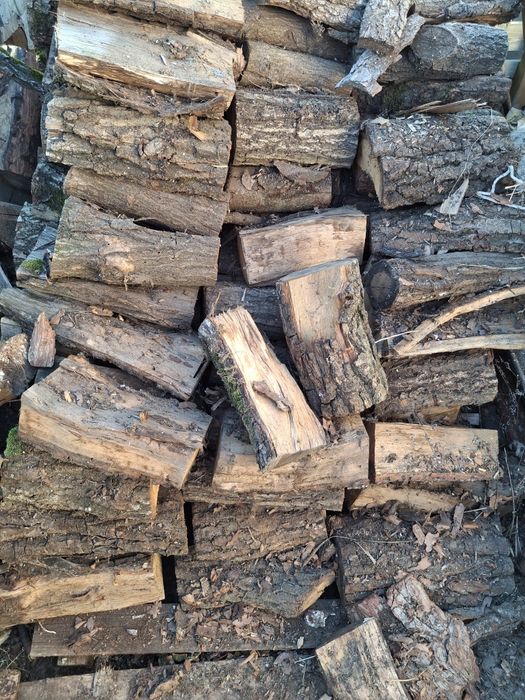 Drewno drzewo dąb sprzedam.