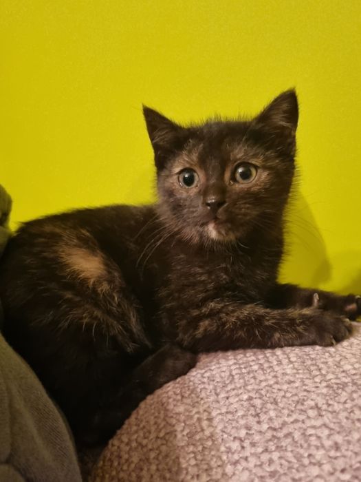 Oddam kotki w dobre ręce