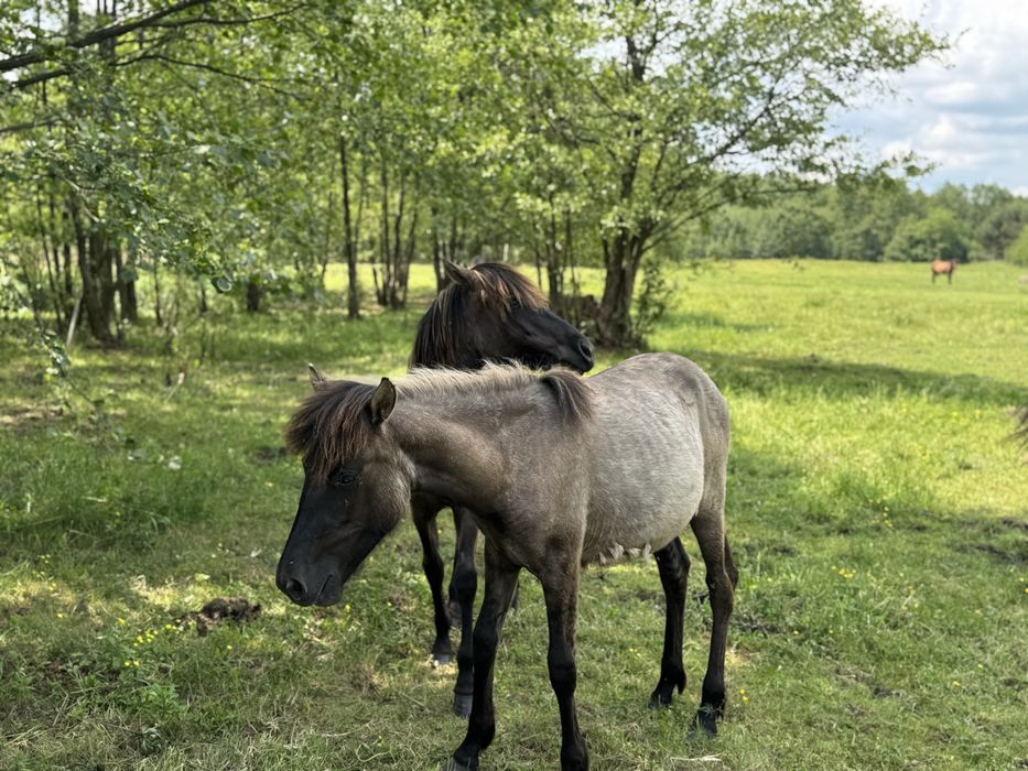 Roczna klacz huculska