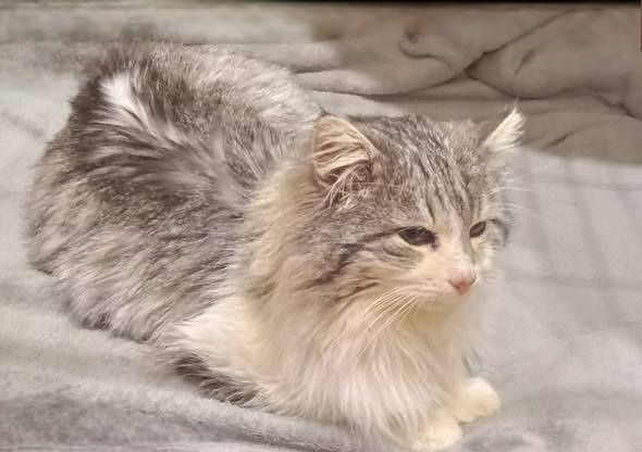 Отдам даром в добрые руки пушистого серо-белого котика