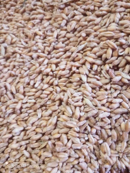 Pszenżyto ozime na sprzedaż