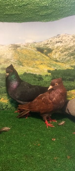 Casal de pombos correios