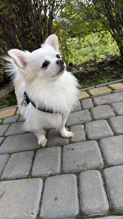 Чихуахуа для вязки