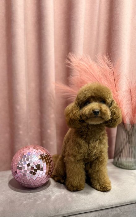 Грумінг у Винниках