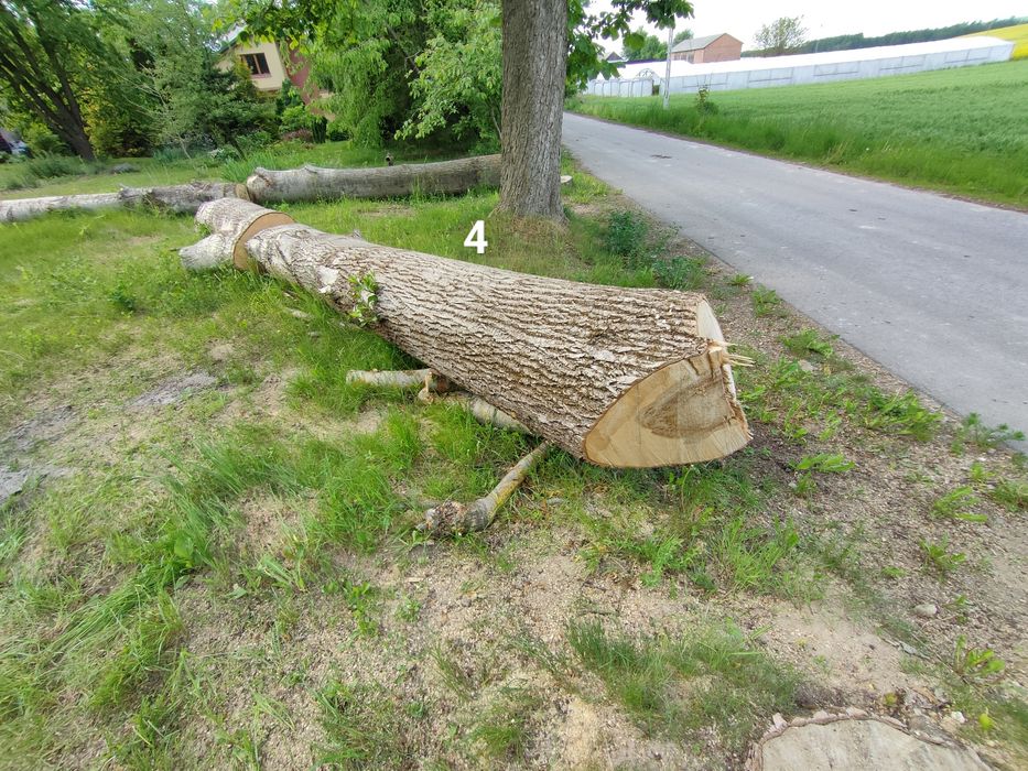 Drzewo topola, kłoda, w stanie okrągłym, na pniu.