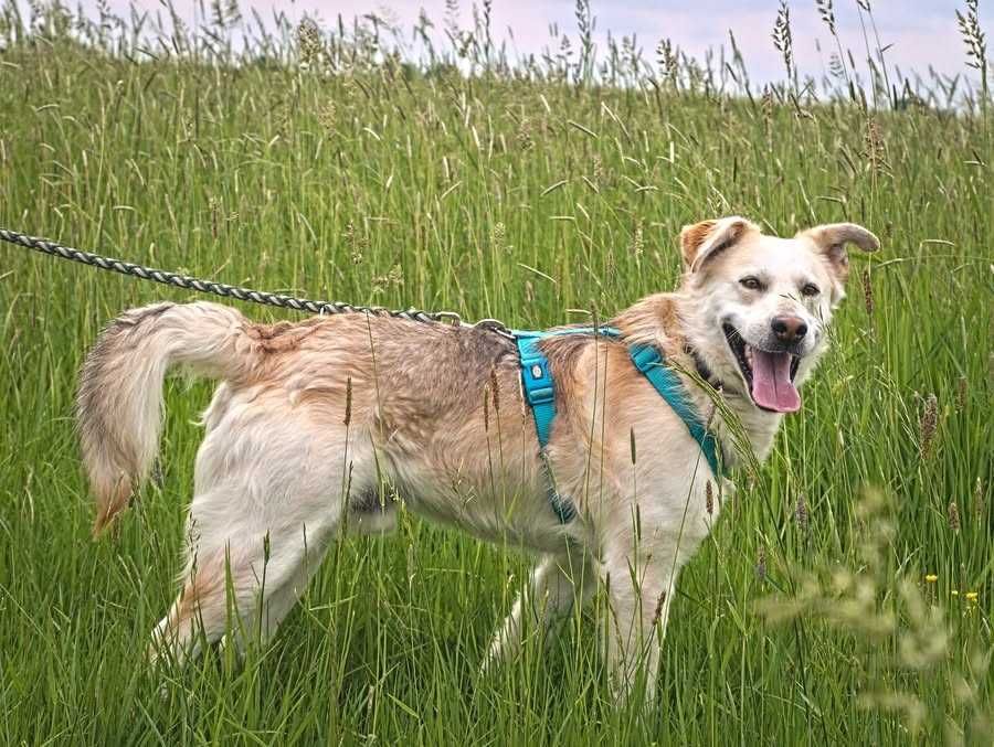 Buziak śliczny przyjazny pies ADOPCJA
