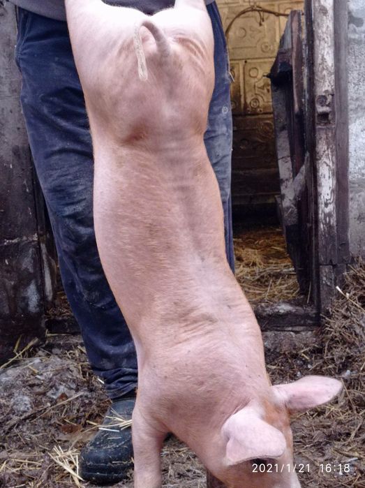 Поросята на откорм