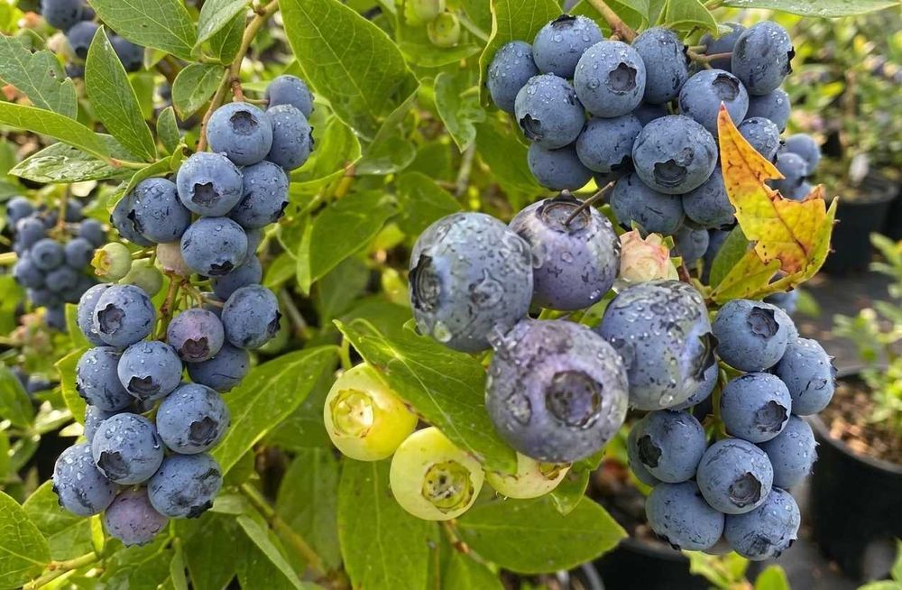 borówka amerykańska borówki pakiet 10 szt