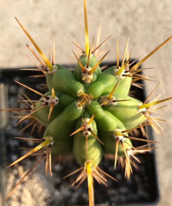 Echinopsis Peruviana / Trichocereus Peruvianus