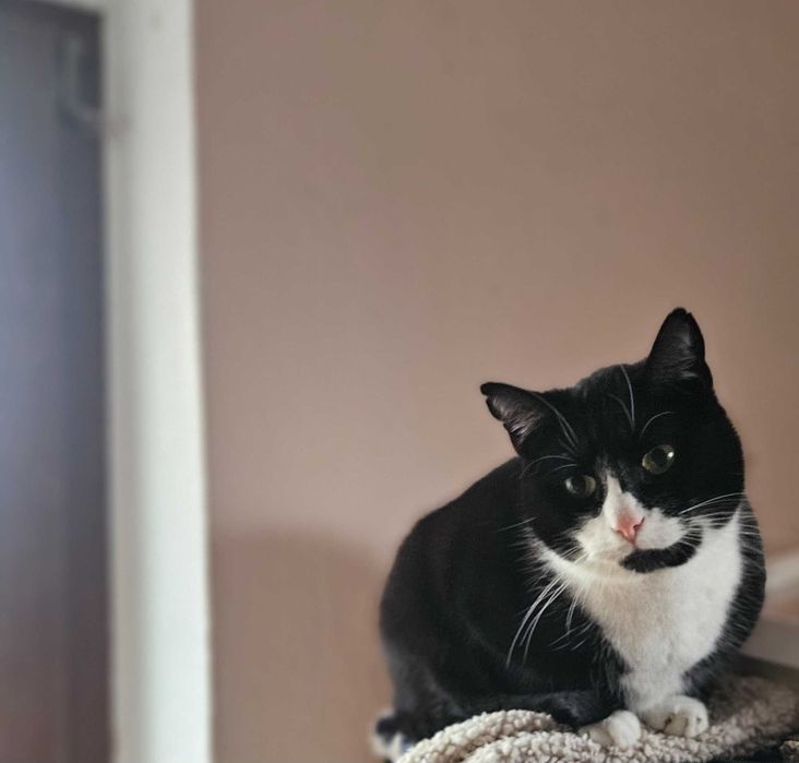 Zorian 1,5 roczny  ,  – towarzysz do adopcji 1,5 roczny