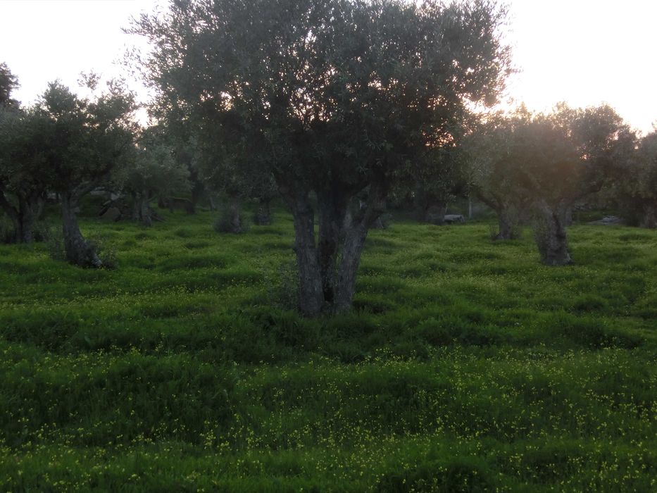 VENDO   OLIVAL  EM  SANTA  EULALIA  ELVAS  ALENTEJO  189 Oliveiras  Centenarias  1 , 175 ha de terreno