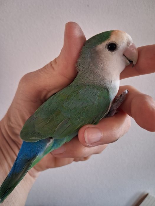 Agapornis bravo ,macho com ano em cor azul para venda