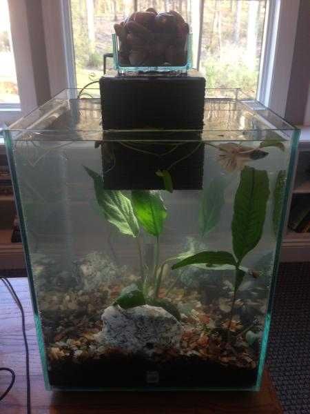 aquarium fluval chi аквариум флувал чи 24 л +прикалухи в комплекте. Мини аквариум с фильтром и светом бу дизайн дзен, декорации грот туф рыбк