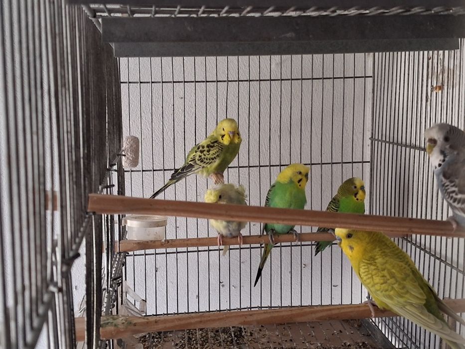 Periquitos novos