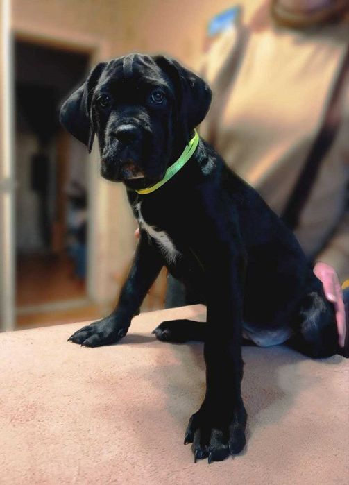 Цуценята кане корсо