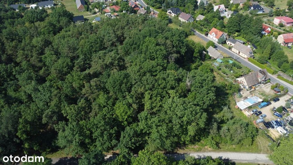 Myślisz, że 60 zł/m2 za las to oszustwo?