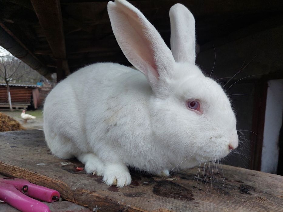 Кролики Термонська Біла