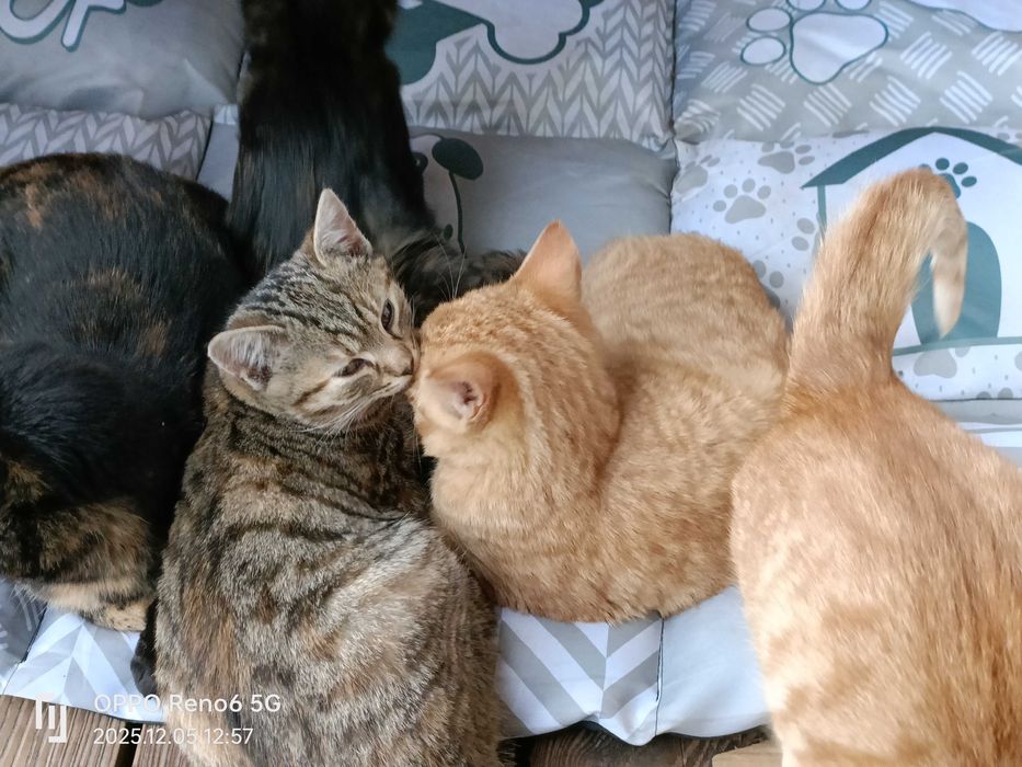 4 piękne 3-miesięczne koty szukają domu