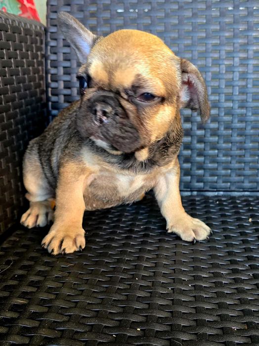 Bulldog francês Fêmea