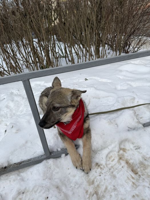 Шукає сімю собачка розміром з кота