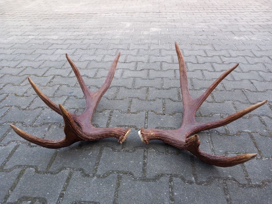 Łoś, Poroże, Rogi
