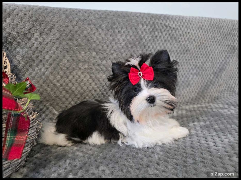 malutki piesek Biewer , York