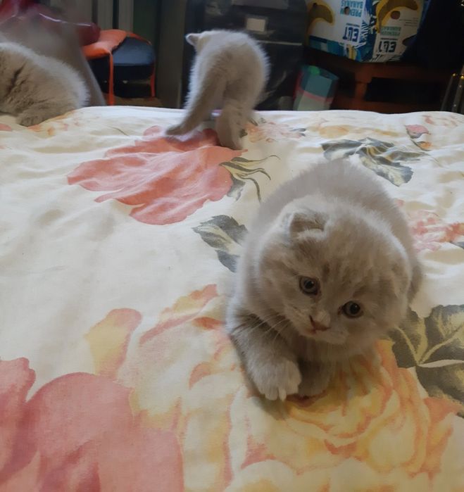 Шотландські кошенята