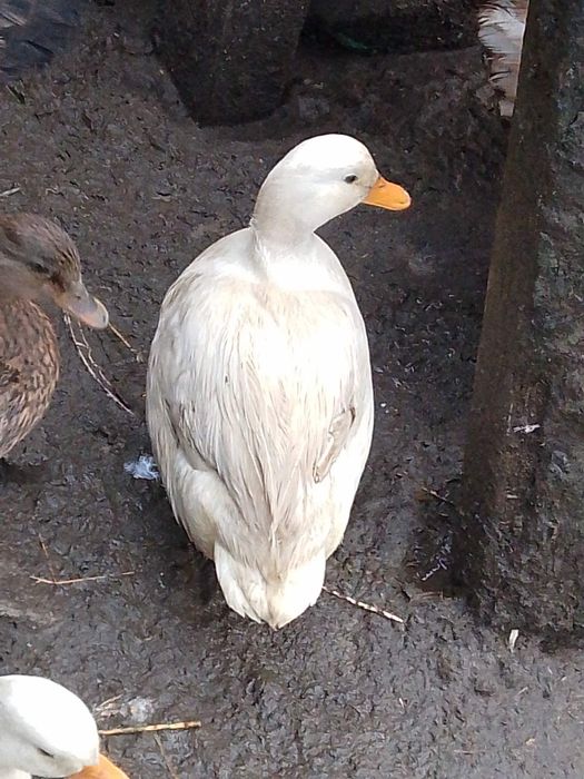 Kaczki Call duck parka