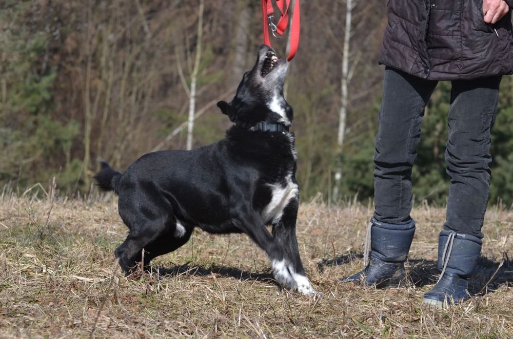 Cargo- do adopcji