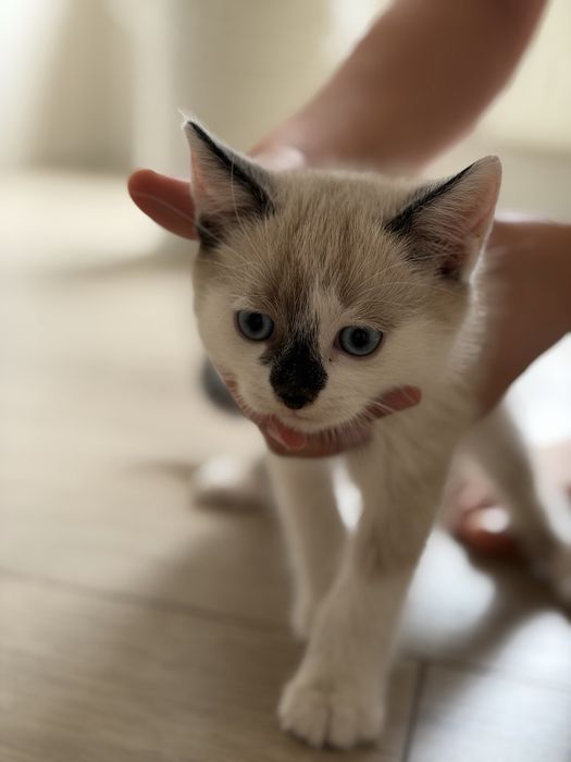 Віддам котика безкоштовно!