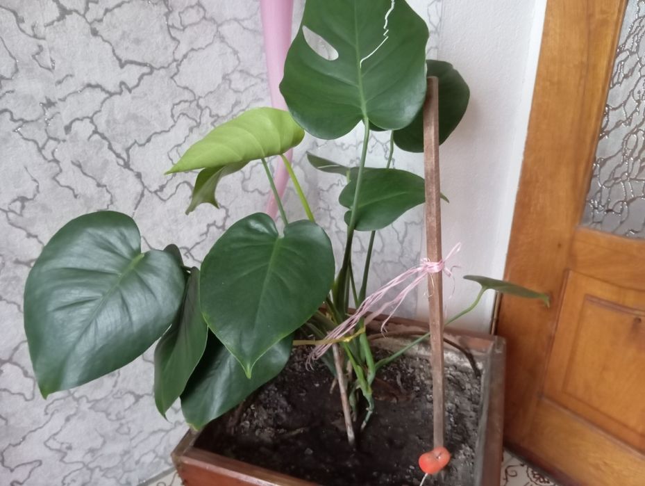 Вазон монстера .