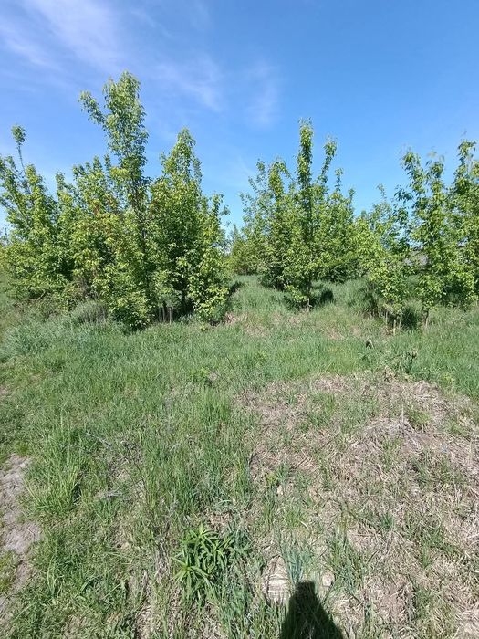 Продається виробниче приміщення! Смт. Клевань. Склад! Ангар.