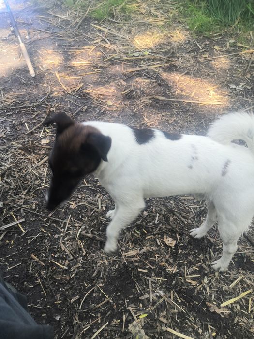 Фокстерьер мальчик вязка