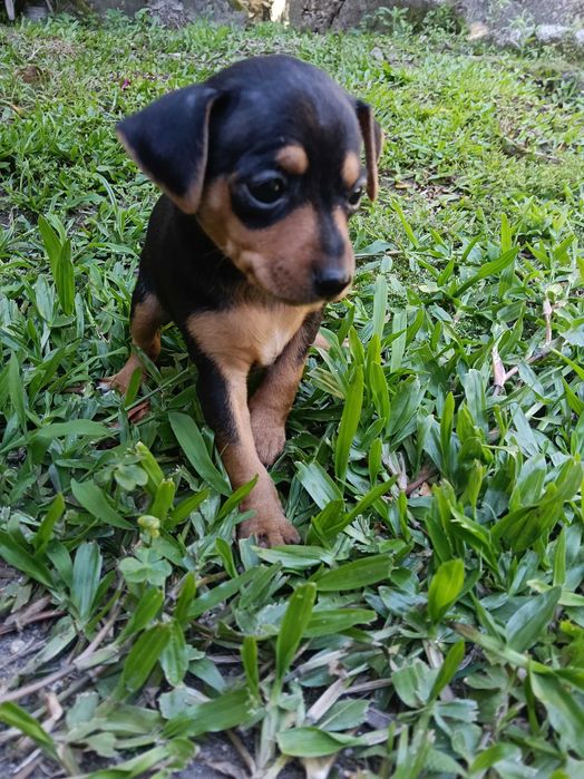 Fêmea pinscher linda