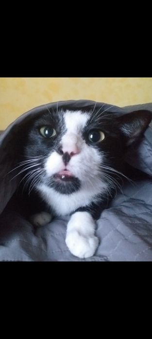 Kot Marian do adopcji