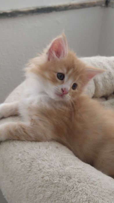 Gatinho Bosques da Noruega