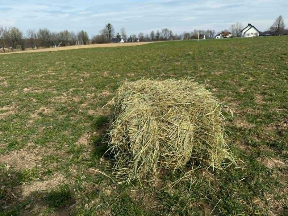 siano sianko dla królików królika gryzoni 5kg naturalne