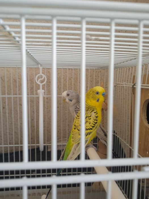 Casal de periquitos australianos reprodutor