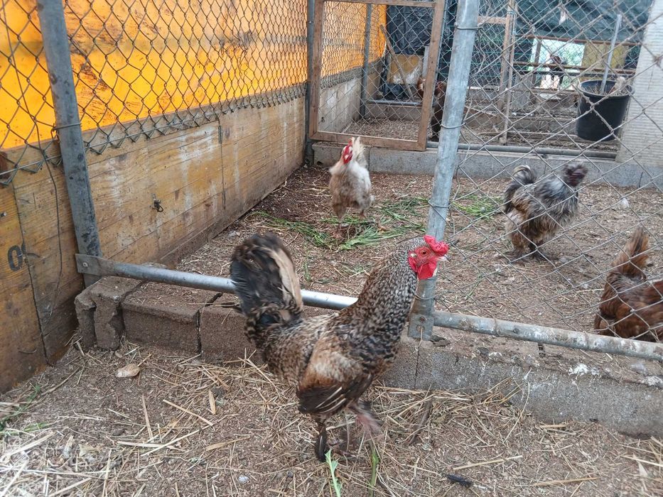 2 Galos  garnize