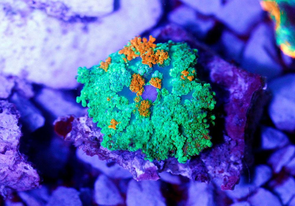 Rhodactis Sunkist Premium Selection Koral Morskie FLUOLAMPS WYSYLKI